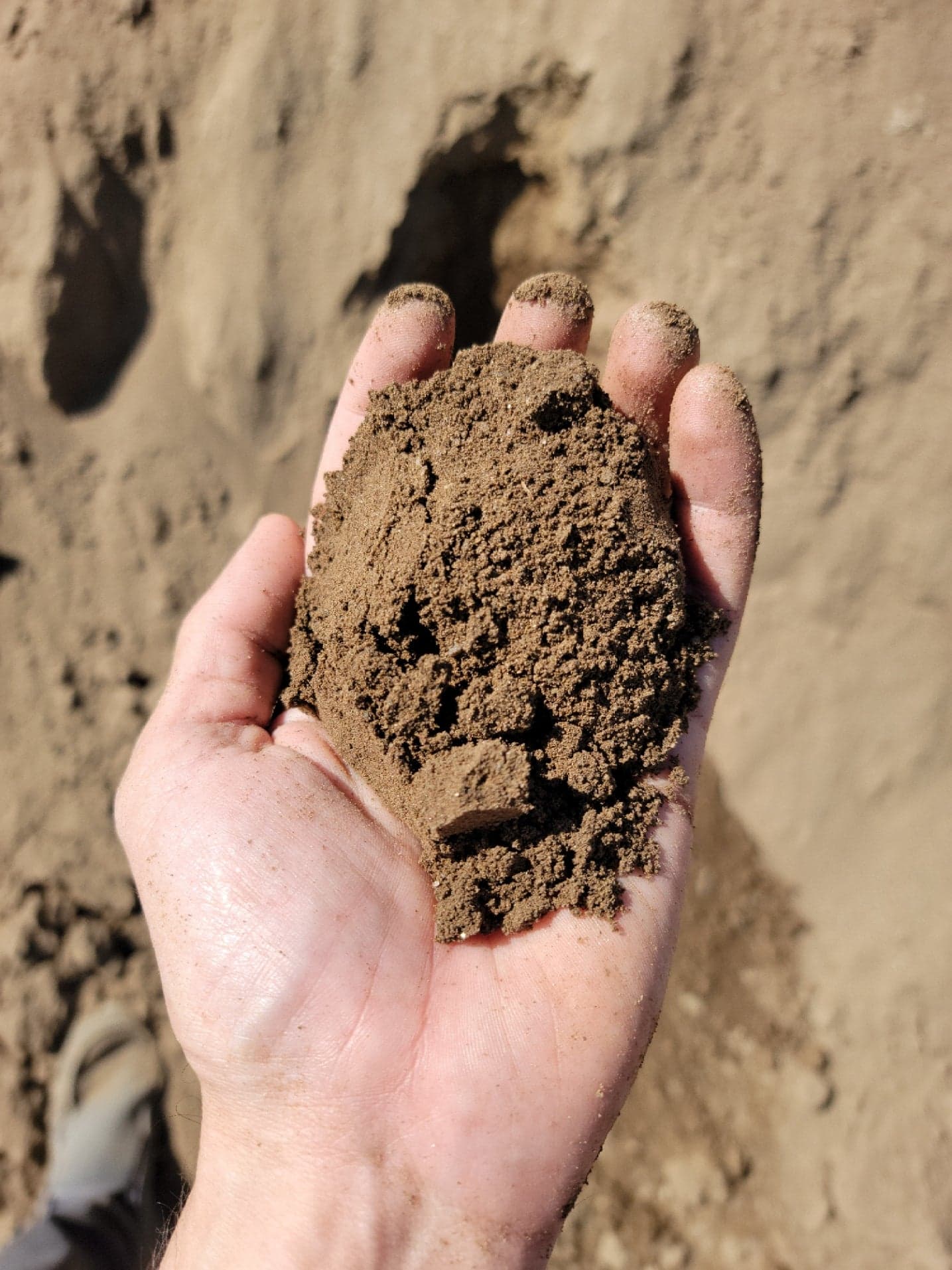 Close-up of Sandy Loam Topsoil